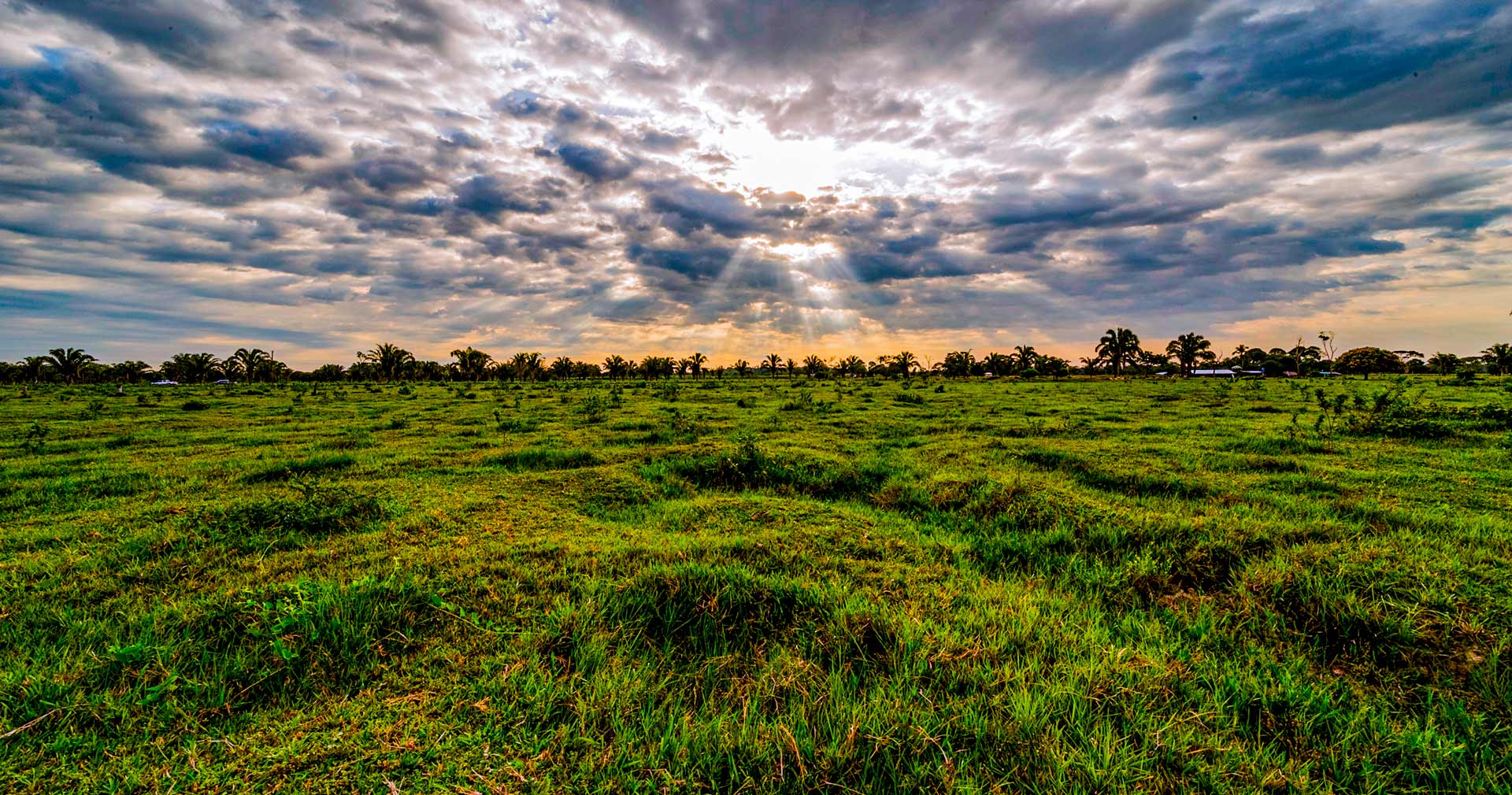 consga-soluciones-basadas-en-la-naturaleza-1