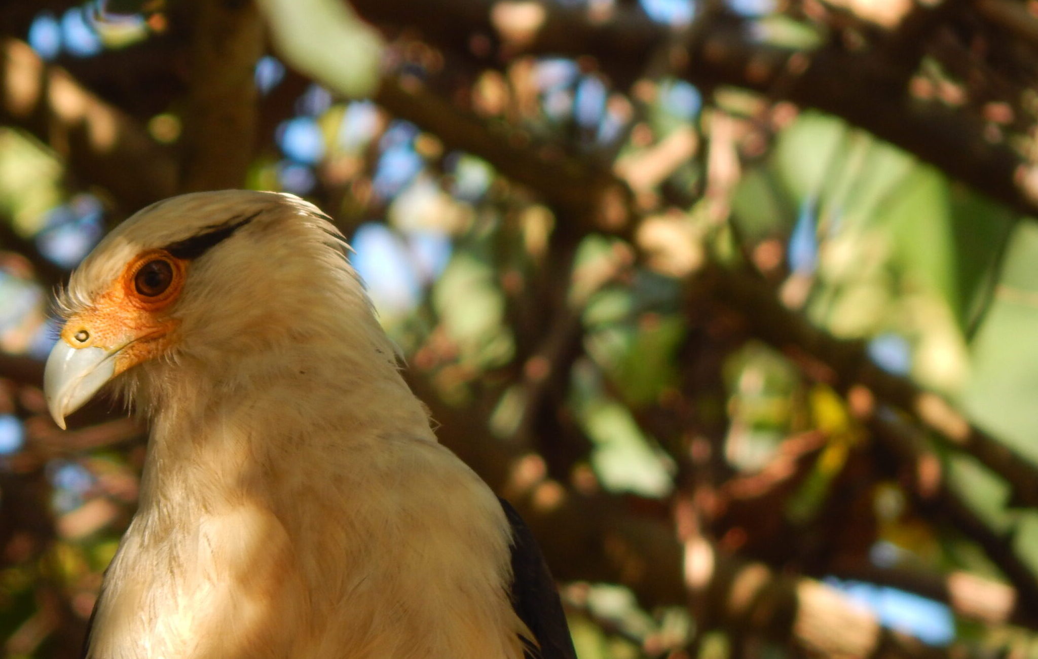 Milvago Chimachima